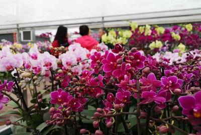 明天開幕！武漢第八屆迎春花市暨首屆梁子湖年貨節邀您賞花購年貨