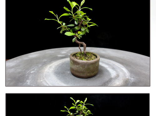 如皋花名堂 微型盆景桌面綠植的魅力與價(jià)值