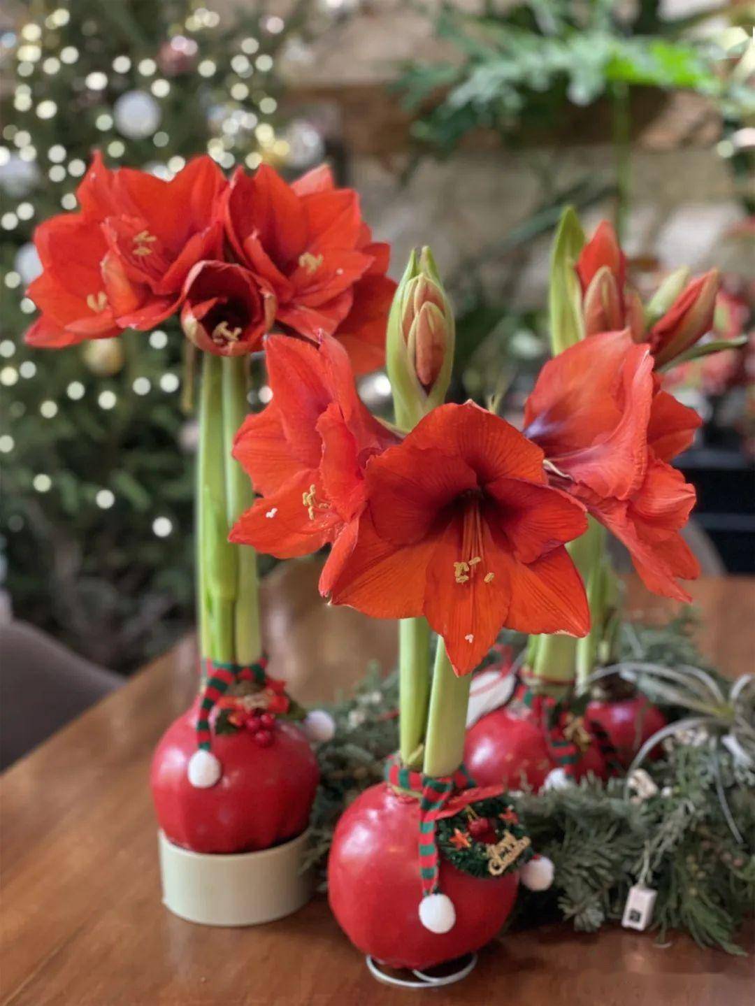 網(wǎng)紅禮物——蠟封朱頂紅 獨(dú)特花卉禮品的新風(fēng)尚