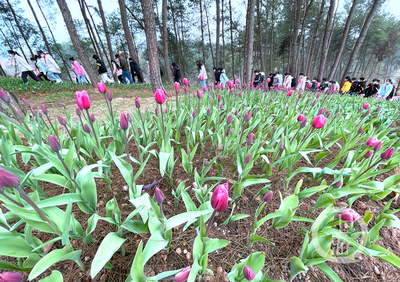 美麗新鄉村 | 走進林下“花花世界”，體驗鄉村版“安徒生童話”的紙制品魅力
